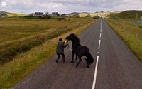 Aksi Kocak Hewan yang Terekam Kamera Google Street