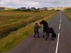 Aksi Kocak Hewan yang Terekam Kamera Google Street