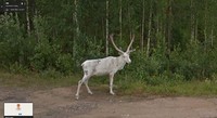 Aksi Kocak Hewan yang Terekam Kamera Google Street