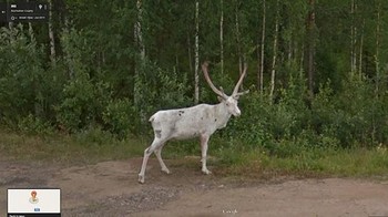 Ada Rusa albino. Foto: Boredpanda