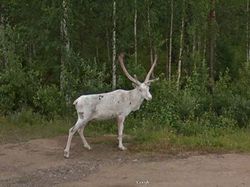 Aksi Kocak Hewan yang Terekam Kamera Google Street