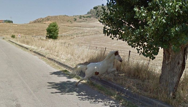Aksi Kocak Hewan yang Terekam Kamera Google Street