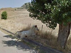 Aksi Kocak Hewan yang Terekam Kamera Google Street