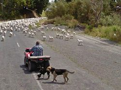 Aksi Kocak Hewan yang Terekam Kamera Google Street