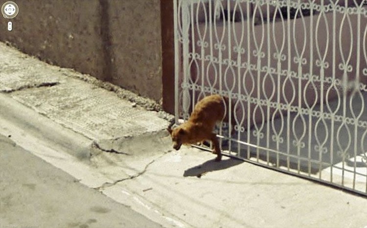 Aksi Kocak Hewan yang Terekam Kamera Google Street Aksi Kocak Hewan yang Terekam Kamera Google Street