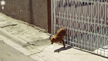 Hayo mau kabur ke mana? Foto: Boredpanda