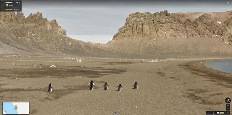 Aksi Kocak Hewan yang Terekam Kamera Google Street Aksi Kocak Hewan yang Terekam Kamera Google Street