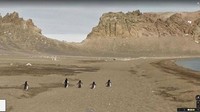 Aksi Kocak Hewan yang Terekam Kamera Google Street