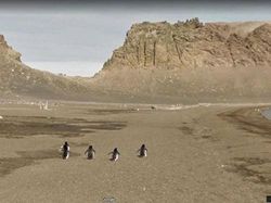 Aksi Kocak Hewan yang Terekam Kamera Google Street