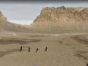 Aksi Kocak Hewan yang Terekam Kamera Google Street