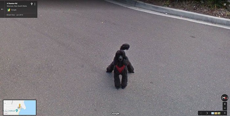 Aksi Kocak Hewan yang Terekam Kamera Google Street