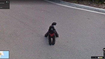 Dihadang oleh anjing. Foto: Boredpanda