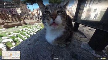 Muka kucing lagi ngantuk tapi sadar ada kamera. Foto: Boredpanda