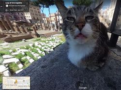 Aksi Kocak Hewan yang Terekam Kamera Google Street