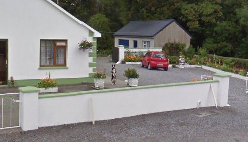 Aksi Kocak Hewan yang Terekam Kamera Google Street