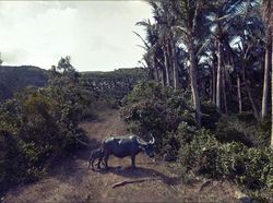 Aksi Kocak Hewan yang Terekam Kamera Google Street