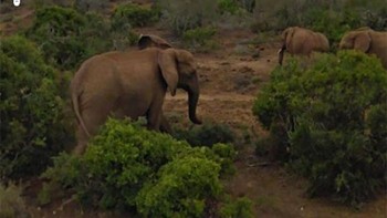 Kawanan gajah pun ikut terekam. Foto: Boredpanda