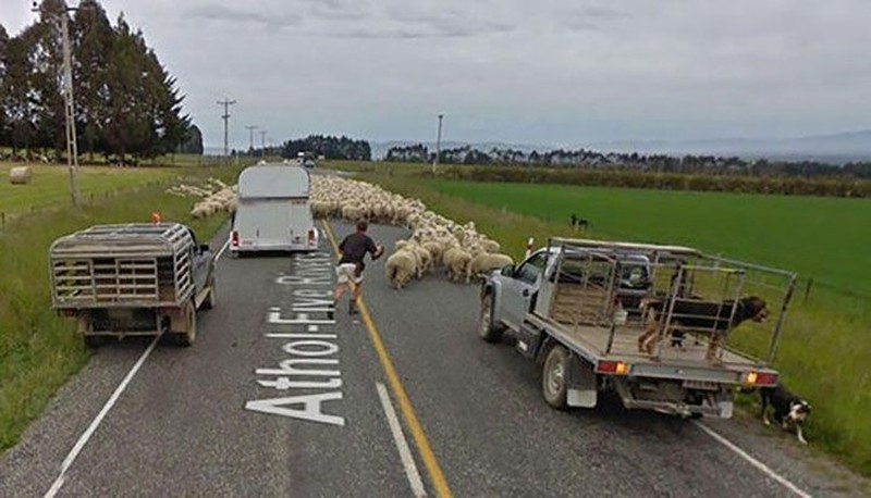 Aksi Kocak Hewan yang Terekam Kamera Google Street