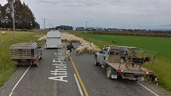 Kumpulan domba memenuhi jalan. Foto: Boredpanda