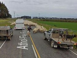 Aksi Kocak Hewan yang Terekam Kamera Google Street