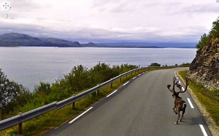 Aksi Kocak Hewan yang Terekam Kamera Google Street