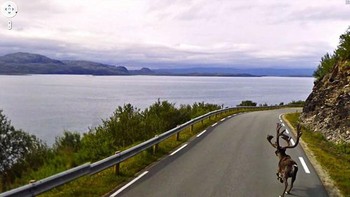 Rusa mau jalan-jalan menikmati pemandangan indah. Foto: Boredpanda