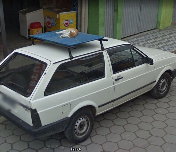 Aksi Kocak Hewan yang Terekam Kamera Google Street Aksi Kocak Hewan yang Terekam Kamera Google Street