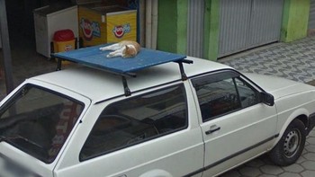 Si kucing asik tidur di atas mobil. Foto: Boredpanda