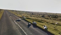 Aksi Kocak Hewan yang Terekam Kamera Google Street