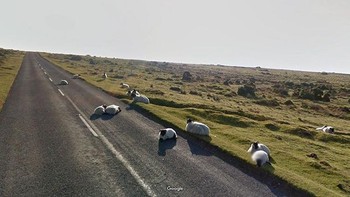 Shaun the sheep versi nyata. Foto: Boredpanda