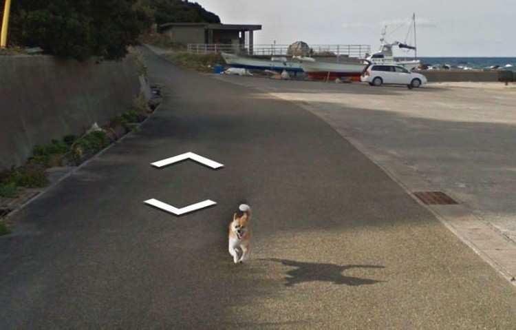 Aksi Kocak Hewan yang Terekam Kamera Google Street Aksi Kocak Hewan yang Terekam Kamera Google Street