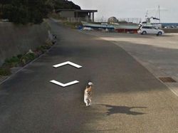 Aksi Kocak Hewan yang Terekam Kamera Google Street