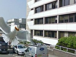 Aksi Kocak Hewan yang Terekam Kamera Google Street