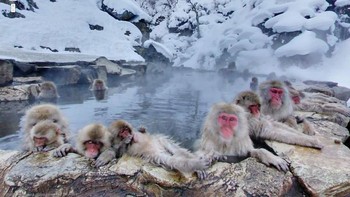 Taman Monyet Jigokudani, Yamanouchi, Distrik Shimotakai, Perfektur Nagano, Jepang. Foto: Boredpanda