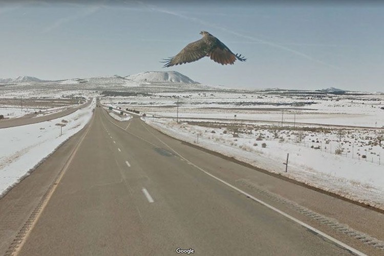 Aksi Kocak Hewan yang Terekam Kamera Google Street Aksi Kocak Hewan yang Terekam Kamera Google Street
