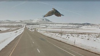 Elang terbang tak sengaja terekam kamera. Foto: Boredpanda