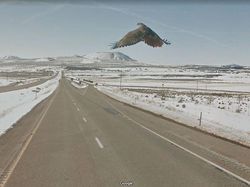 Aksi Kocak Hewan yang Terekam Kamera Google Street