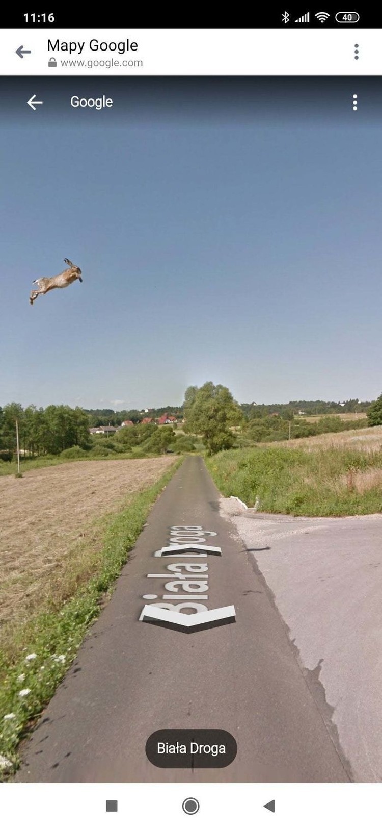 Aksi Kocak Hewan yang Terekam Kamera Google Street Aksi Kocak Hewan yang Terekam Kamera Google Street