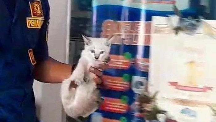 Proses evakuasi seekor kucing yang terjepit pintu folding di Klaten, Sabtu (8/6/2024).