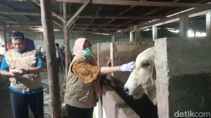 Tim dari Dinas PKP Parepare melakukan pemeriksaan kesehatan hewan yang disiapkan untuk kurban pada momen Idul Adha.