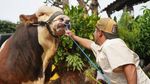 Ini Janoko, Sapi Jumbo Milik Irfan Hakim