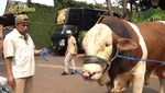 Ini Janoko, Sapi Jumbo Milik Irfan Hakim