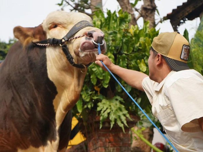 Sapi jumbo milik Irfan Hakim