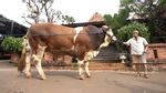 Ini Janoko, Sapi Jumbo Milik Irfan Hakim