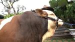 Ini Janoko, Sapi Jumbo Milik Irfan Hakim