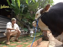 Irfan Hakim Bakal Deep Talk dengan Sapinya Sebelum Dikurbankan