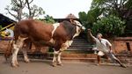 Ini Janoko, Sapi Jumbo Milik Irfan Hakim