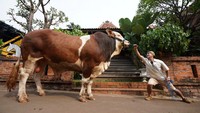 Irfan Hakim tak mau asal saat mempersiapkan hewan kurban. Janoko, sapi jumbo inikah yang akan jadi hewan kurban Irfan Hakim tahun ini? Foto: dok. Instagram Irfan Hakim