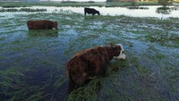 Sapi-sapi ikut terendam banjir.