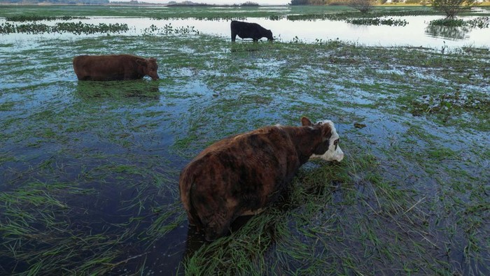 An ox stands in a flooded field, after flooding in Tres Cachoeiras, Rio Grande do Sul, Brazil, June 7, 2024. REUTERS/Diego Vara